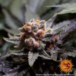 AYAHUASCA PURPLE™ | BARNEY’S FARM - acquista online su Hemport