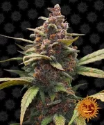 AYAHUASCA PURPLE™ | BARNEY’S FARM - acquista online su Hemport