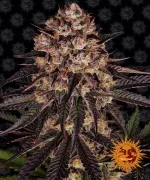 BISCOTTI MINTZ™ | BARNEY’S FARM - acquista online su Hemport