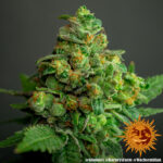 GLOOKIES™ | BARNEY’S FARM - acquista online su Hemport