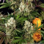 GLOOKIES™ | BARNEY’S FARM - acquista online su Hemport