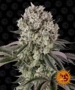 GLOOKIES™ | BARNEY’S FARM - acquista online su Hemport