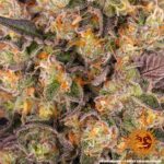 RUNTZ MUFFIN&trade; | BARNEY&rsquo;S FARM - acquista online su Hemport