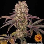 RUNTZ MUFFIN&trade; | BARNEY&rsquo;S FARM - acquista online su Hemport