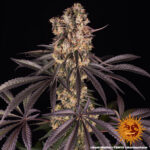 RUNTZ MUFFIN&trade; | BARNEY&rsquo;S FARM - acquista online su Hemport