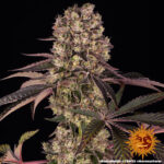 RUNTZ MUFFIN&trade; | BARNEY&rsquo;S FARM - acquista online su Hemport
