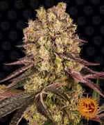 RUNTZ MUFFIN&trade; | BARNEY&rsquo;S FARM - acquista online su Hemport