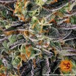 WATERMELON ZKITTLEZ™ | BARNEY’S FARM - acquista online su Hemport
