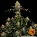 WATERMELON ZKITTLEZ™ | BARNEY’S FARM - acquista online su Hemport