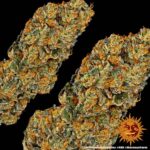 WATERMELON ZKITTLEZ™ | BARNEY’S FARM - acquista online su Hemport