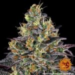 WATERMELON ZKITTLEZ™ | BARNEY’S FARM - acquista online su Hemport