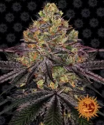 WATERMELON ZKITTLEZ™ | BARNEY’S FARM - acquista online su Hemport