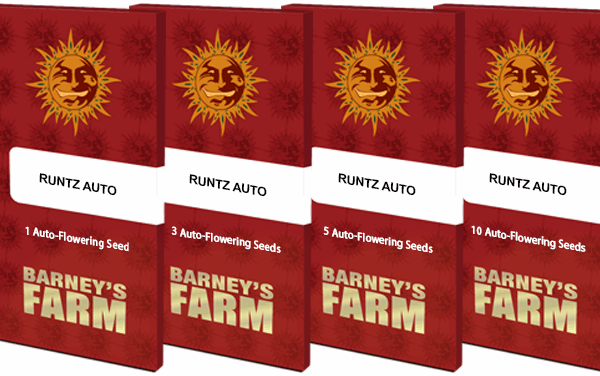 Runtz Auto packet