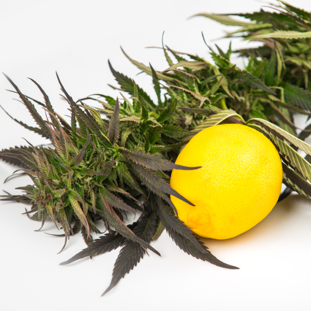 principali terpeni cannabis