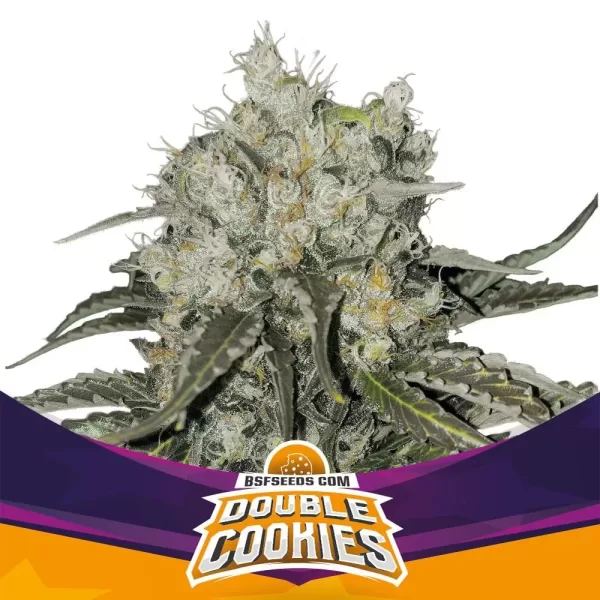 DOUBLE COOKIES | BSF