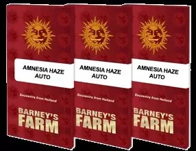 284411-1.jpg AMNESIA HAZE AUTO | BARNEY’S FARM - acquista online su Hemport