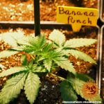 BANANA PUNCH | BARNEY’S FARM - acquista online su Hemport