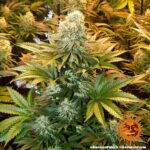 BANANA PUNCH | BARNEY’S FARM - acquista online su Hemport