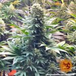 BANANA PUNCH | BARNEY’S FARM - acquista online su Hemport