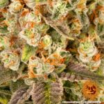 BANANA PUNCH | BARNEY’S FARM - acquista online su Hemport