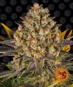 BANANA PUNCH | BARNEY’S FARM - acquista online su Hemport