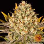 BANANA PUNCH | BARNEY’S FARM - acquista online su Hemport