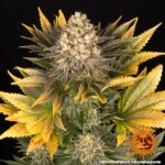 BANANA PUNCH | BARNEY’S FARM - acquista online su Hemport