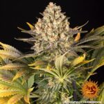 BANANA PUNCH | BARNEY’S FARM - acquista online su Hemport
