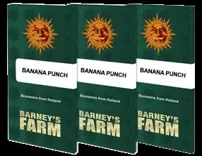 284421.jpg BANANA PUNCH | BARNEY’S FARM - acquista online su Hemport