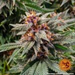 RUNTZ AUTO™ | BARNEY’S FARM - acquista online su Hemport