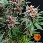RUNTZ AUTO™ | BARNEY’S FARM - acquista online su Hemport