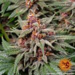 RUNTZ AUTO™ | BARNEY’S FARM - acquista online su Hemport
