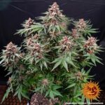 RUNTZ AUTO™ | BARNEY’S FARM - acquista online su Hemport