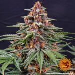 RUNTZ AUTO™ | BARNEY’S FARM - acquista online su Hemport