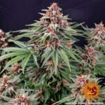RUNTZ AUTO™ | BARNEY’S FARM - acquista online su Hemport