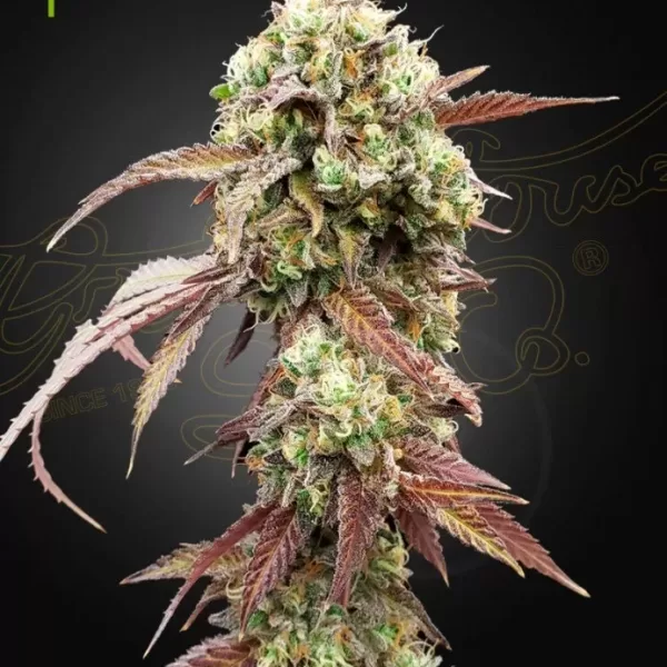 WEST COAST OG x GELATO 41 AUTO | GREEN HOUSE