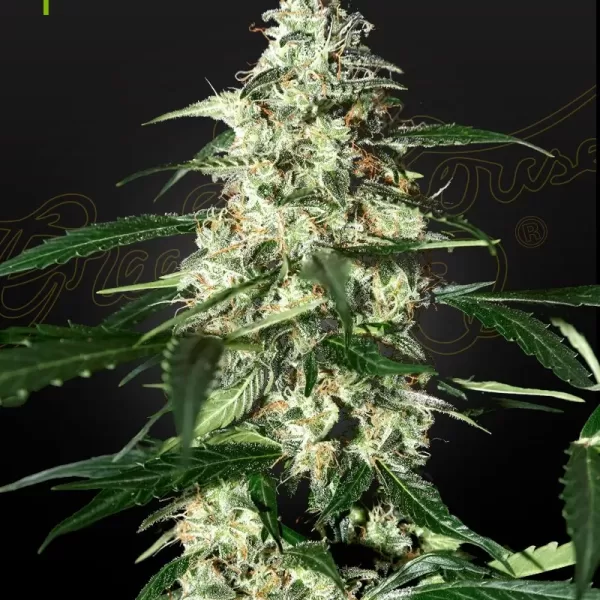 SKUNK AUTO | GREEN HOUSE