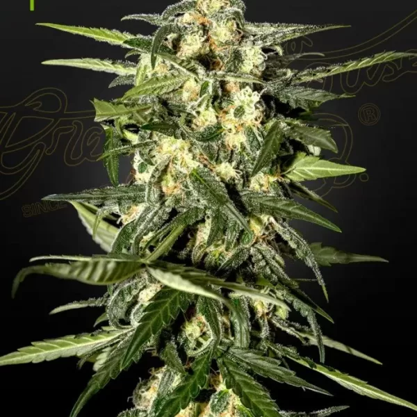 JACK HERER AUTO | GREEN HOUSE