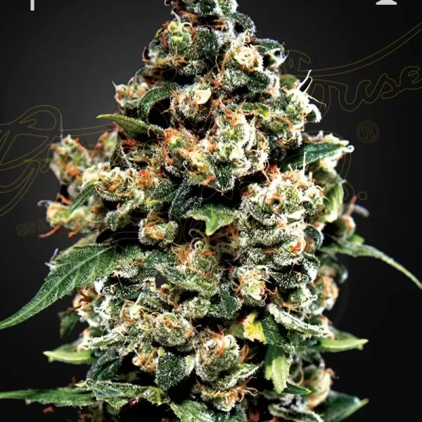 JACK HERER | GREEN HOUSE
