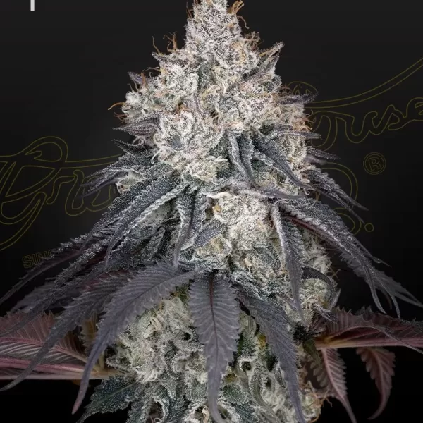 LEMON ORANGE | GREEN HOUSE