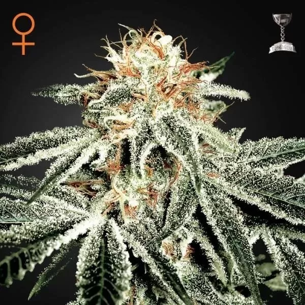 286027.jpg WHITE WIDOW | GREEN HOUSE - acquista online su Hemport