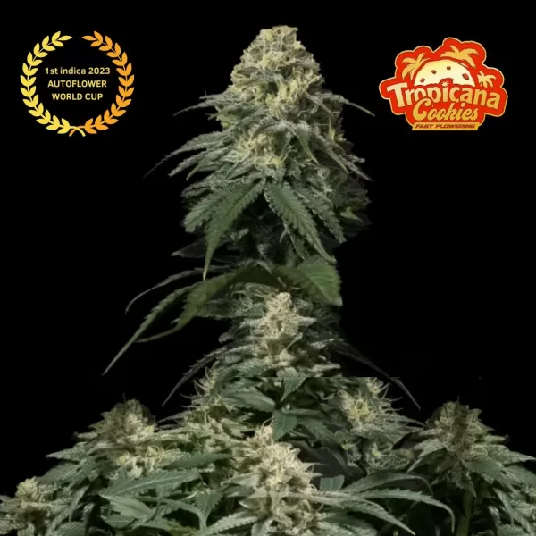 TROPICANA COOKIES FF | FAST BUDS