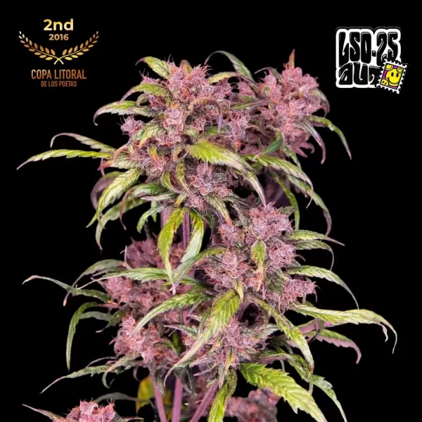 LSD-25 AUTO | FAST BUDS