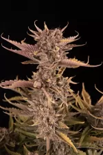 APRICOT AUTO | FAST BUDS - acquista online su Hemport