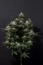 TROPICANA COOKIES FF | FAST BUDS - acquista online su Hemport