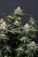 TROPICANA COOKIES FF | FAST BUDS - acquista online su Hemport
