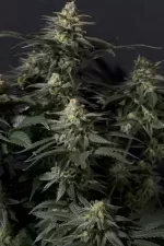 TROPICANA COOKIES FF | FAST BUDS - acquista online su Hemport