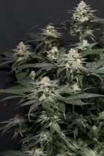 TROPICANA COOKIES FF | FAST BUDS - acquista online su Hemport