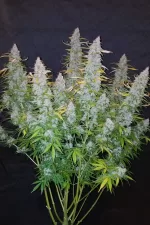BLUE DREAM AUTO | FAST BUDS - acquista online su Hemport
