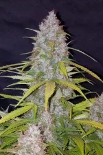 CALIFORNIAN SNOW AUTO | FAST BUDS - acquista online su Hemport